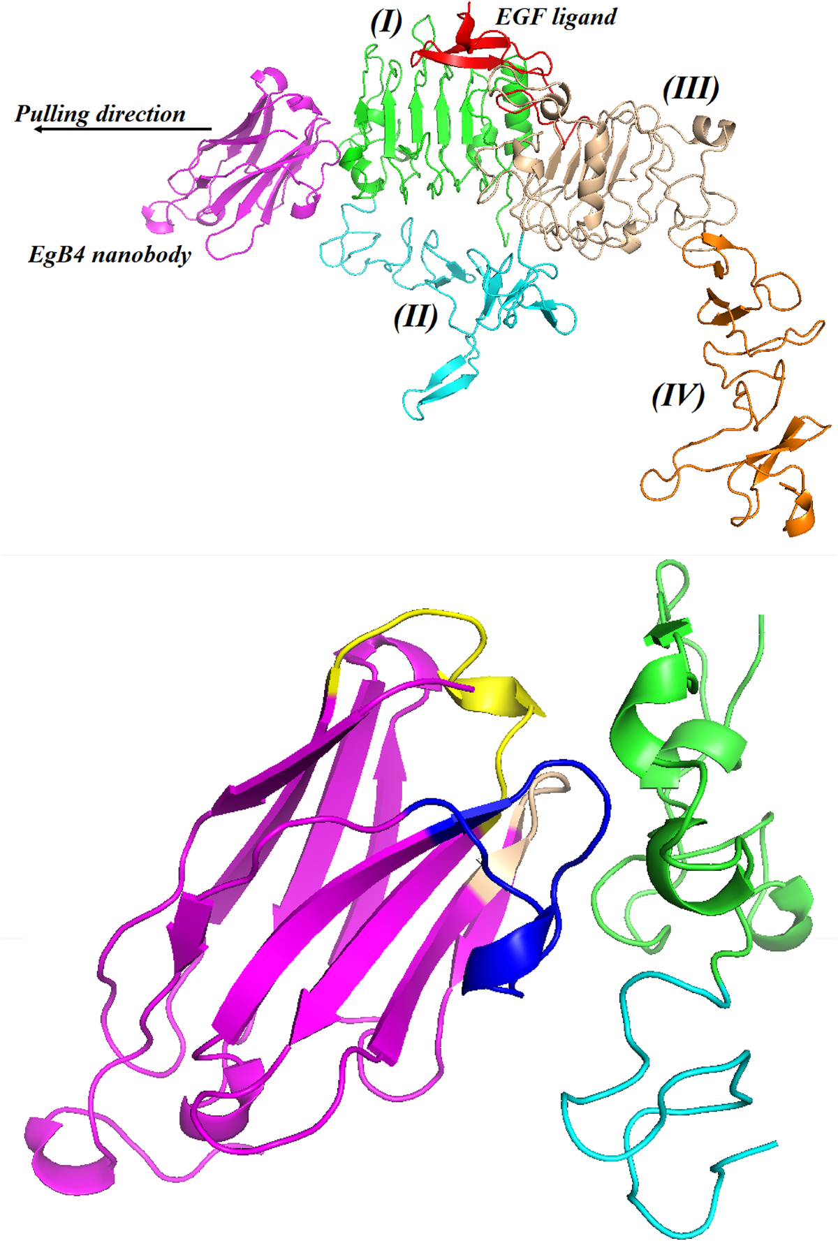 Presence of EGF ligand restricts the binding ability of EgB4 nanobody to  EGFR extracellular domain | Scientific Reports