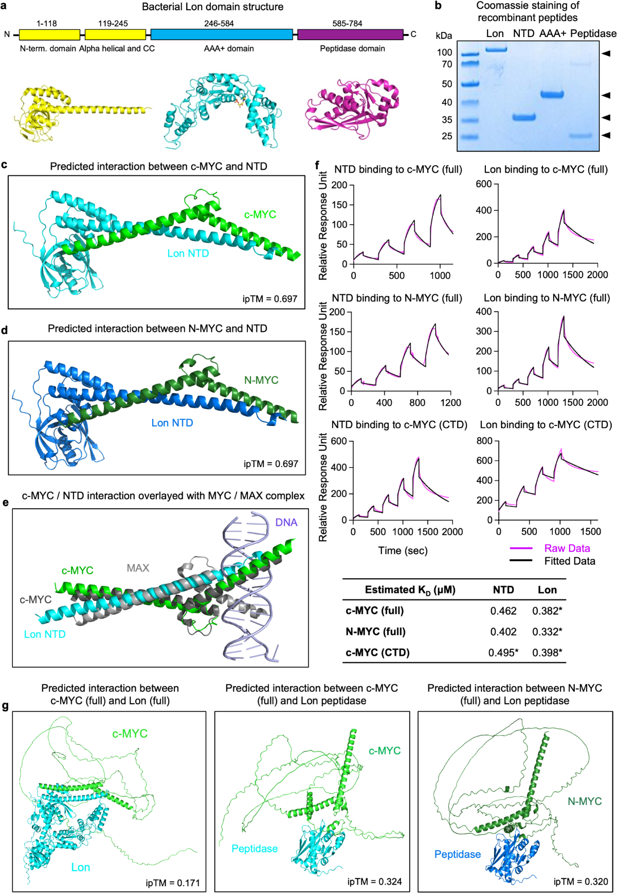 Multitarget mechanism of MYC inhibition by the bacterial lon protease in  disease | Scientific Reports