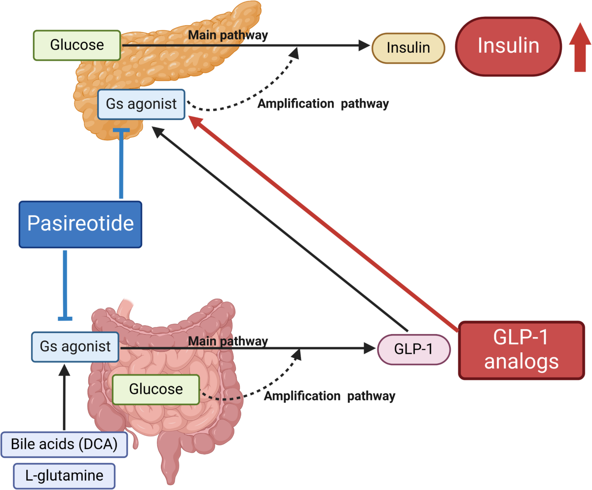 combination insulin glp 1 Insights into GLP-1 and insulin secretion mechanisms in pasireotide-induced  hyperglycemia highlight effectiveness of Gs-targeting diabetes treatment