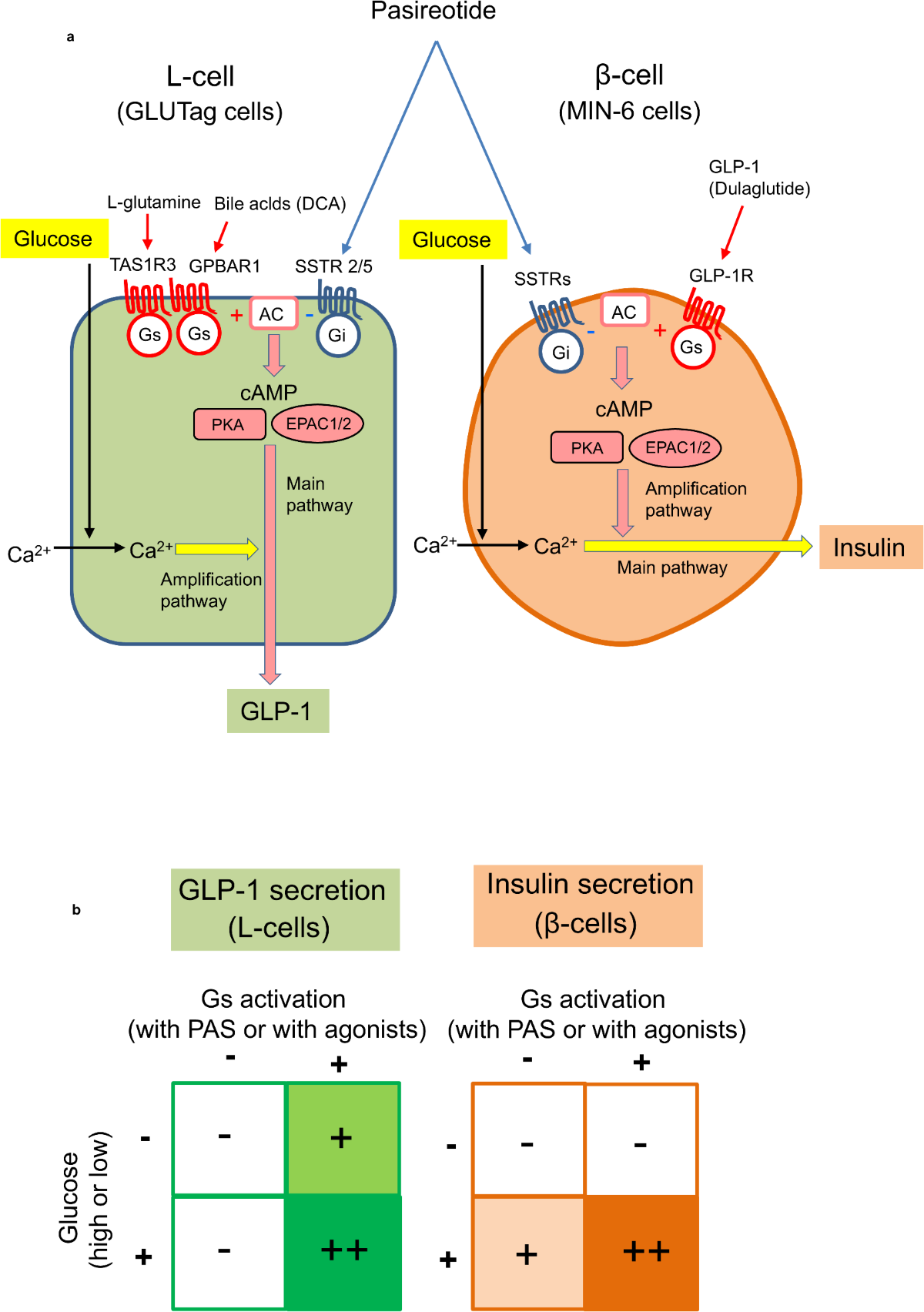 l glutamine glp 1 Insights into GLP-1 and insulin secretion mechanisms in pasireotide-induced  hyperglycemia highlight effectiveness of Gs-targeting diabetes treatment
