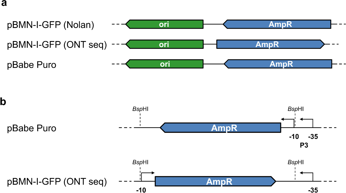 Correcting promoter and beta-lactamase ORF orientation in a widely-used  retroviral plasmid to restore bacterial growth | Scientific Reports