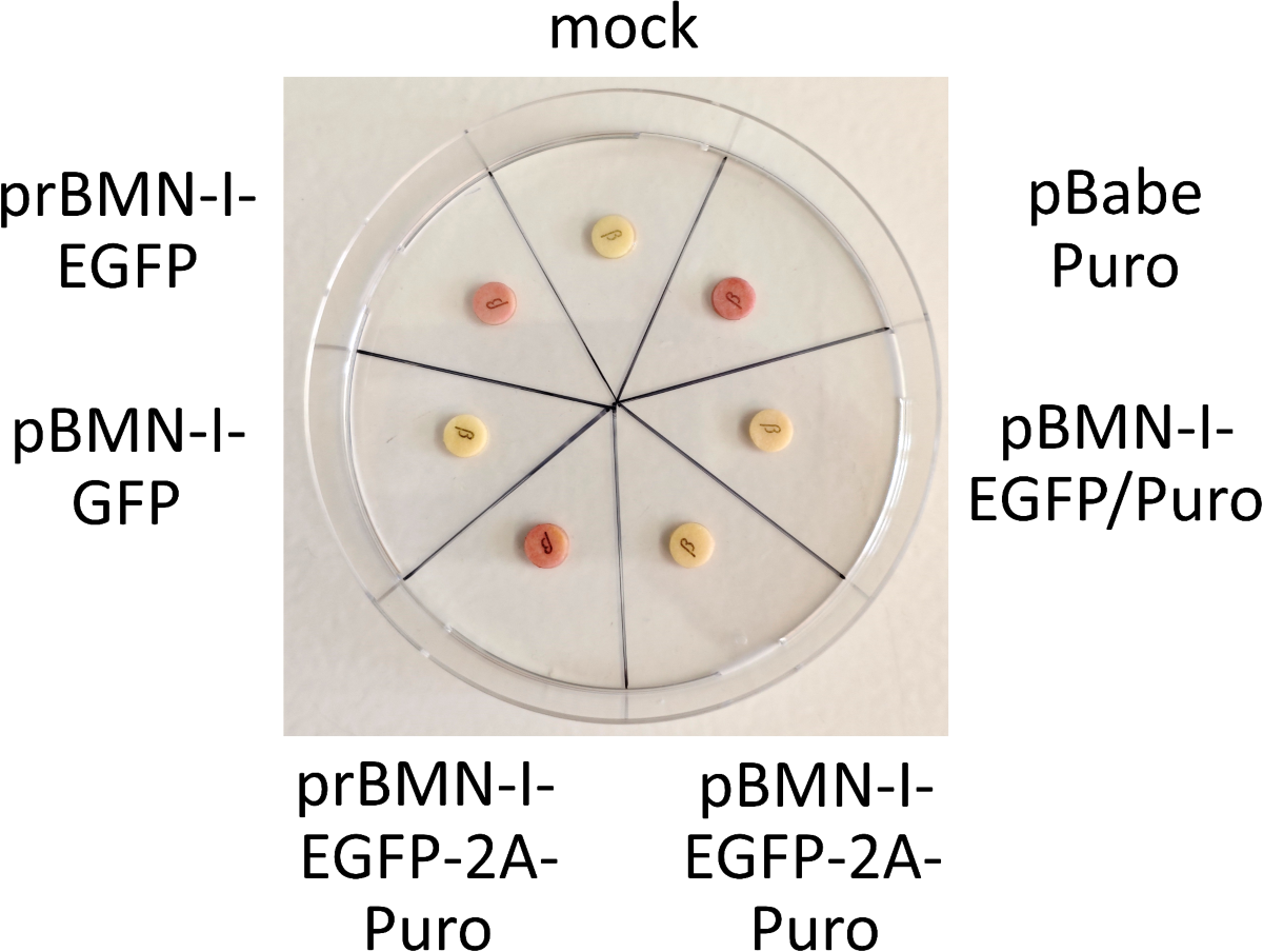 Correcting promoter and beta-lactamase ORF orientation in a widely-used  retroviral plasmid to restore bacterial growth | Scientific Reports