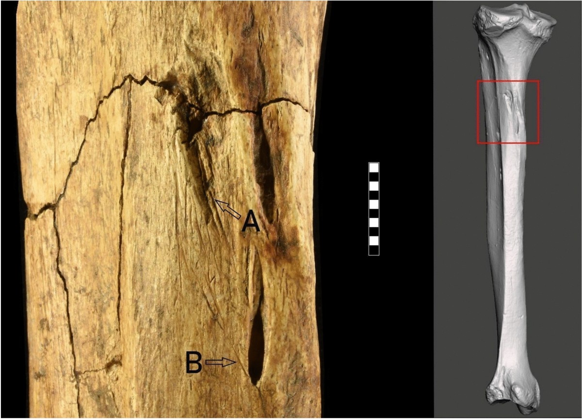 Un nouveau pré-Néandertalien découvert : l'Homme de Tourville-la-Rivière, image size:1200x863