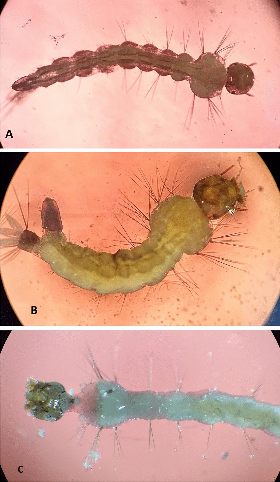 Nanofiber encapsulation of Pseudomonas aeruginosa for the sustained release  of mosquito larvicides | Scientific Reports, image size:967x1666