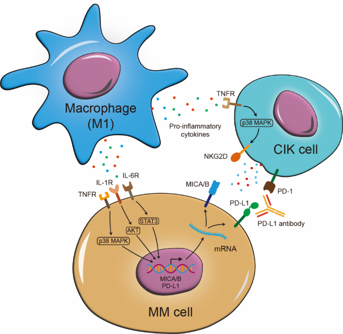 ghk-cu downregulates pro-inflammatory cytokines may Prevent Oxidative Stress in Skin by Regulating Copper and Modifying Expression of Numerous Antioxidant Genes Macrophage-derived pro-inflammatory cytokines augment the