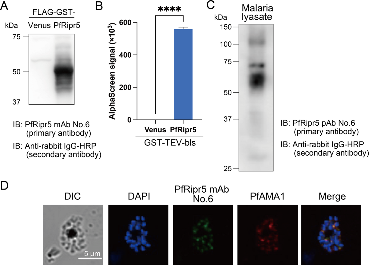 A lysine-free REC tag system for proximity-biotinylation applications |  Scientific Reports