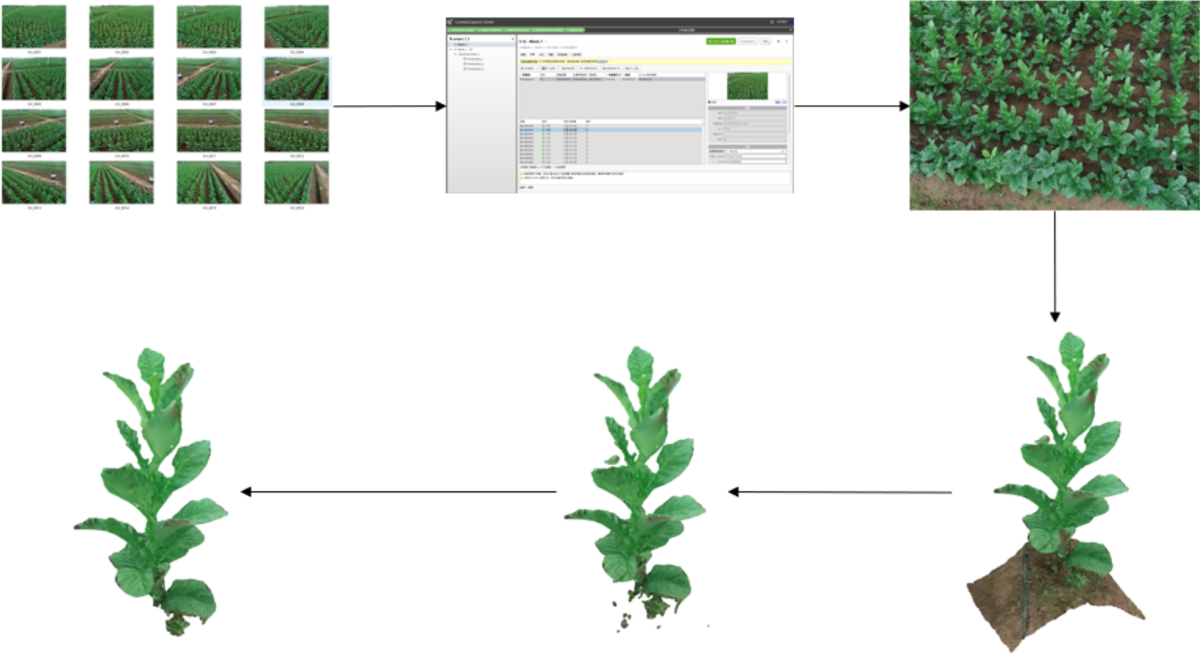 tobacco plant stages A novel leaf counting method for field tobacco plants based on UAV imagery  and an improved PointNext