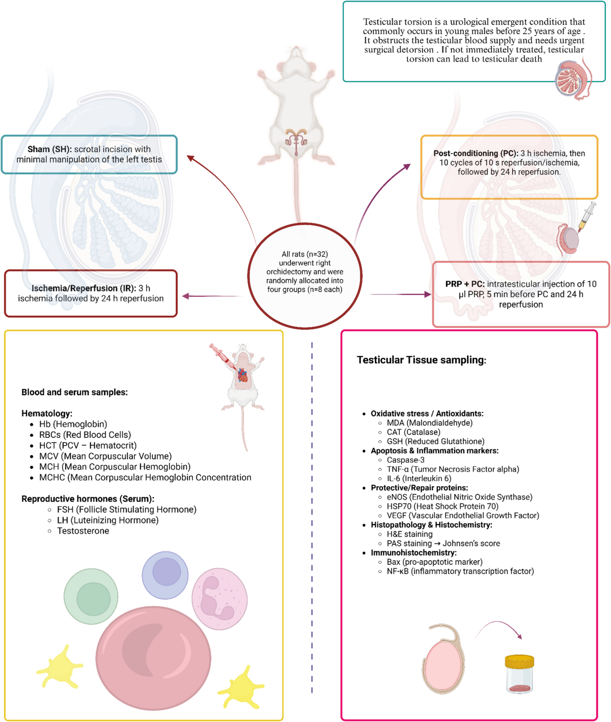 Platelet-rich plasma enhances post-conditioning recovery from testicular  ischemia–reperfusion injury: a novel experimental approach