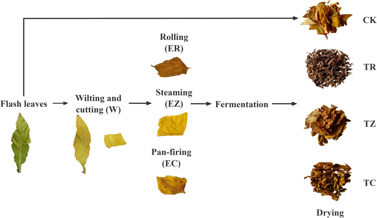 tobacco leaf types varieties characteristics curing methods flavors & of Explained Types of Tobacco | Tobacco