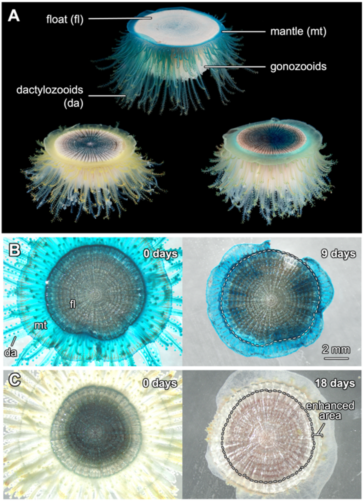 A neustonic hydrozoan Porpita porpita drifts for over a year 