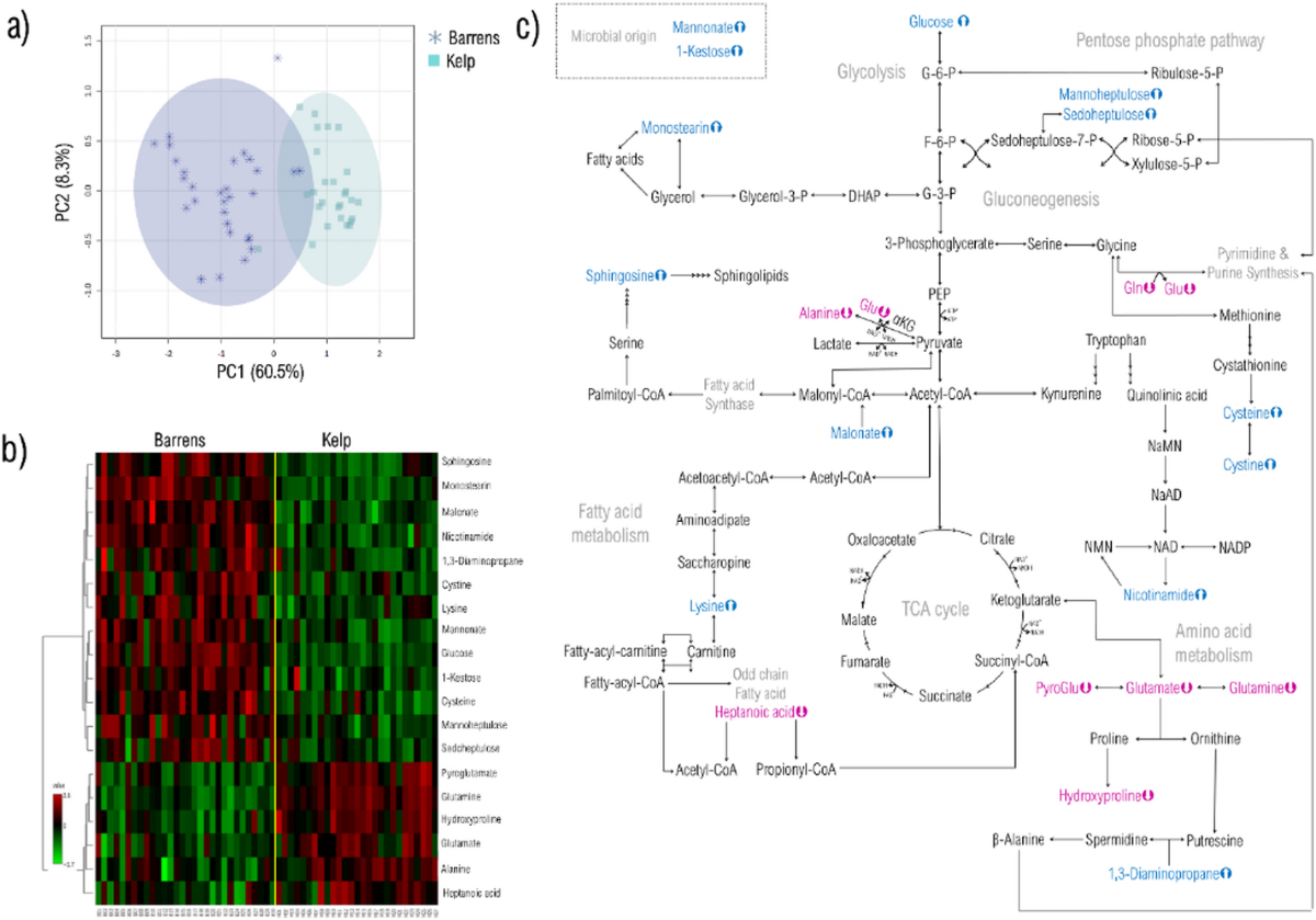 Metabolic adaptations of starving purple sea urchins (Strongylocentrotus purpuratus) surviving in the barrens