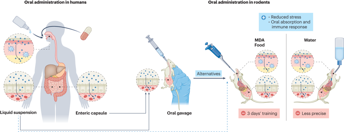 oral administration of glutathione bioavailability mouse Towards more translatable research: Exploring alternatives to gavage as the route vaccines in rodents for improved animal welfare and human relevance Зволожувальна сонцезахисна сироватка для كريم يوحد اللون ويعزز الاشراقة Color:Silver / Black - Vinyl