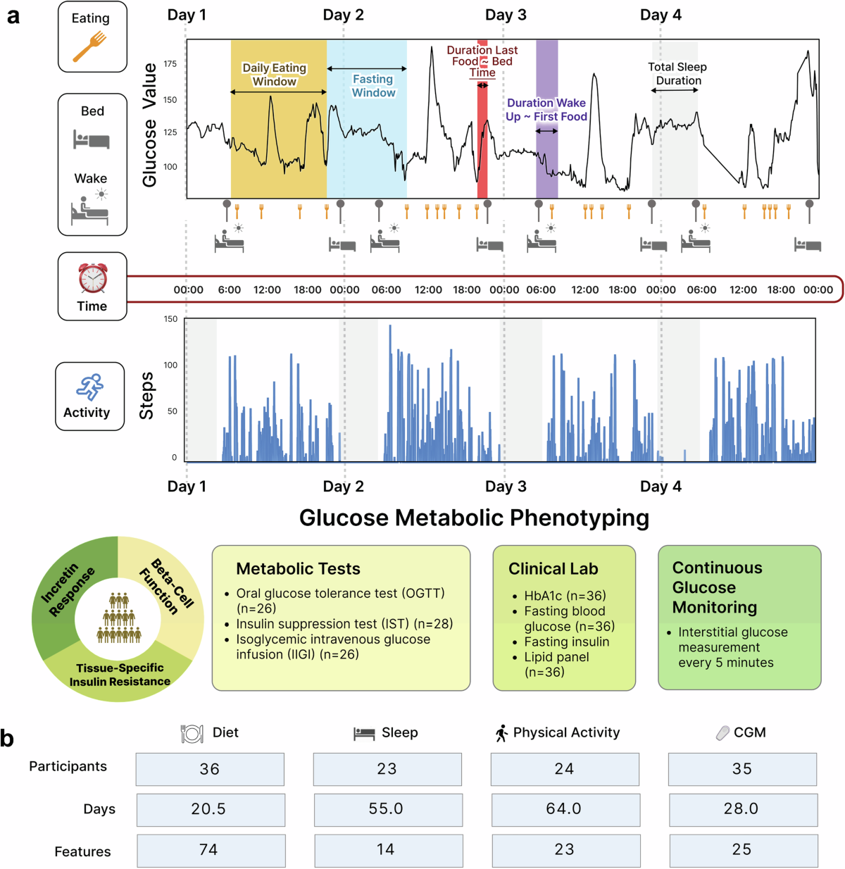 Metabolic subphenotypes research diagram showing different glucose response patterns