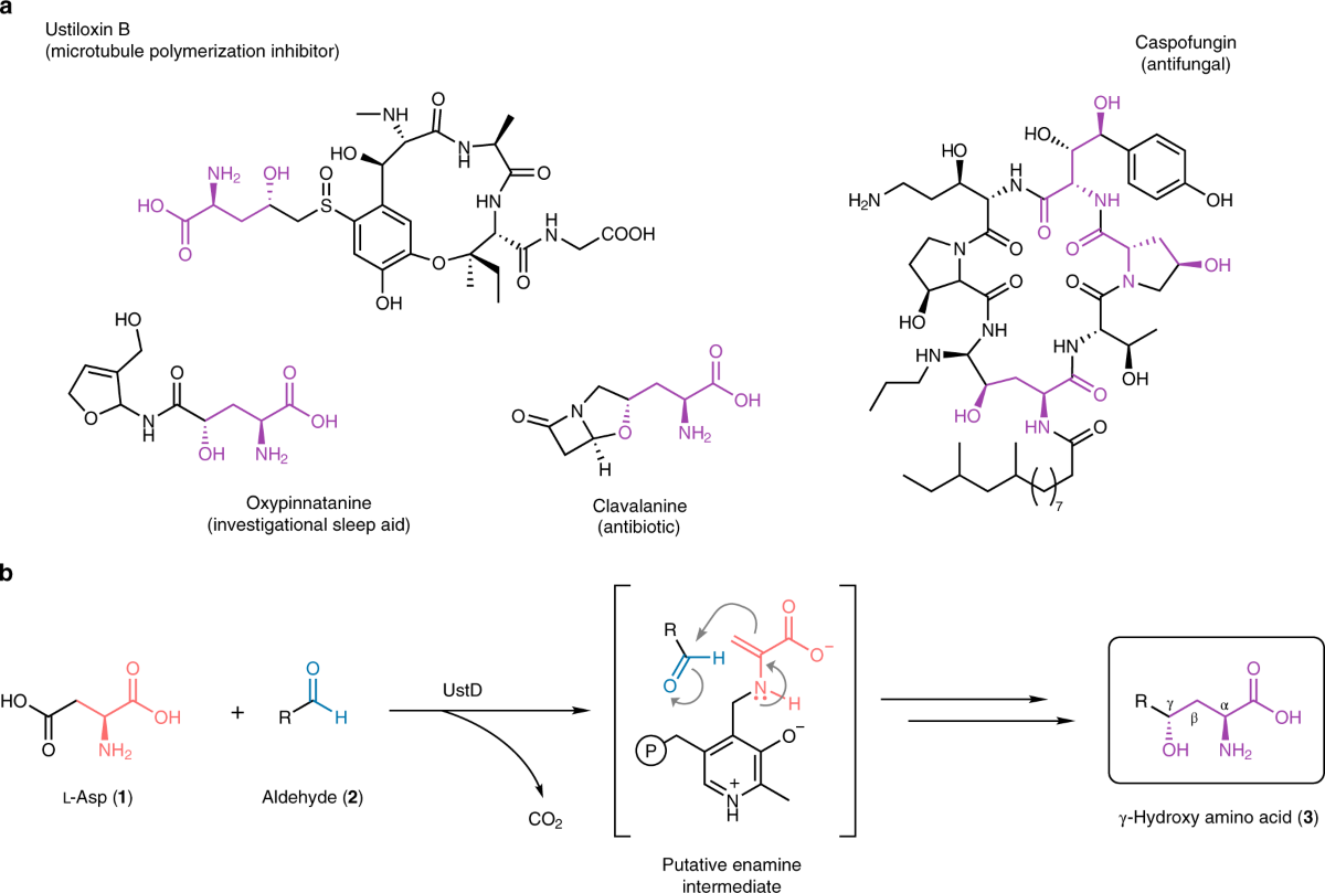 Biocatalytic synthesis of non-standard amino acids by a decarboxylative  aldol reaction | Nature Catalysis