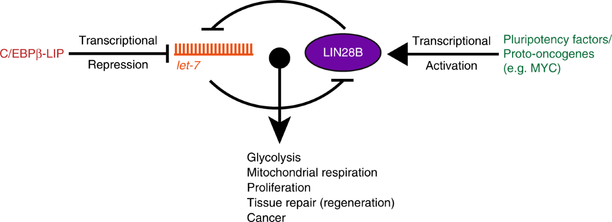 melanotan ii suppresses appetite Melanotan II: Tanning, Sexual Health Benefits, & Safety Concerns