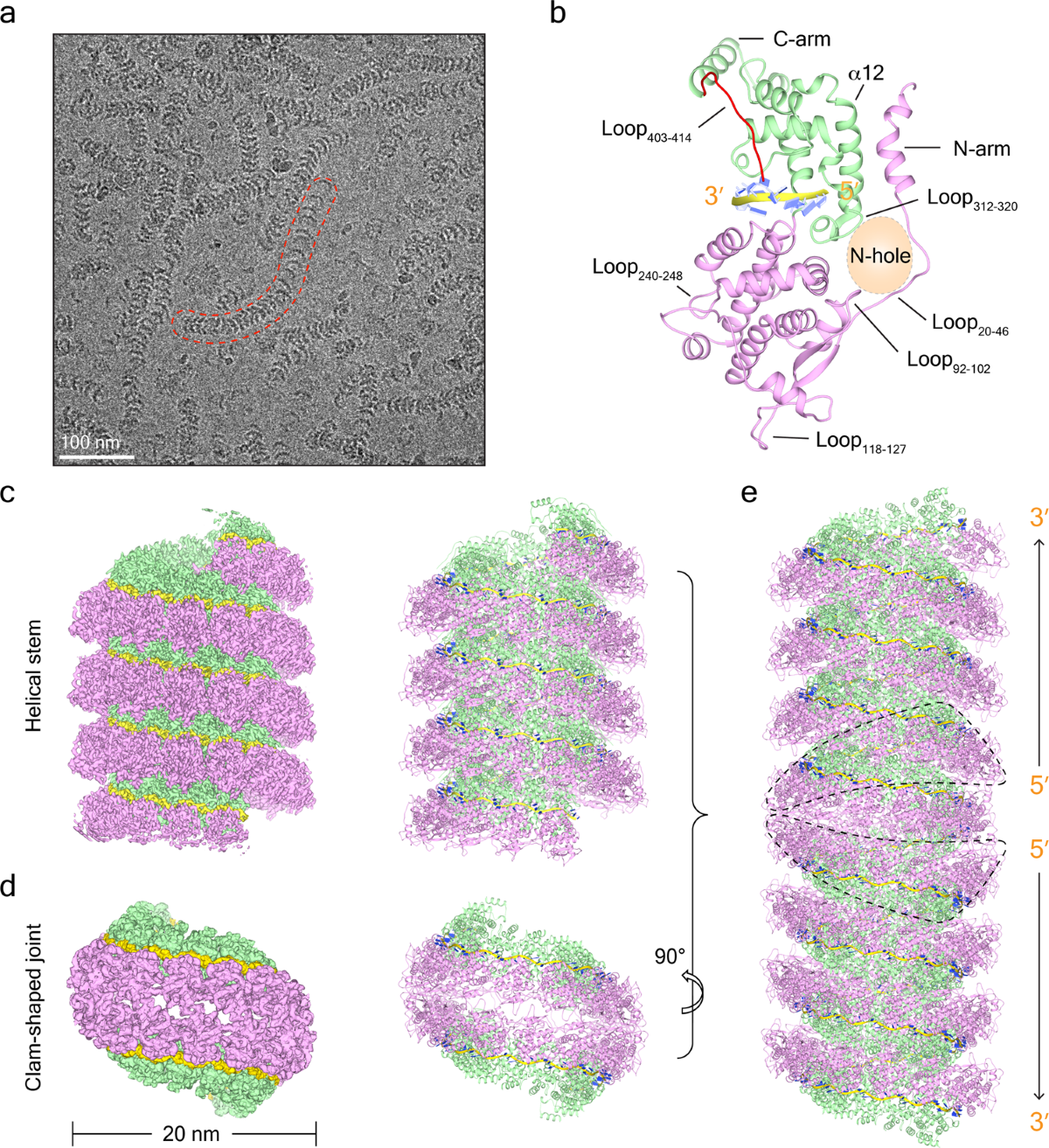 Frontiers | Development and characterization of the genotype F attenuated  mumps candidate strains, image size:1200x1313