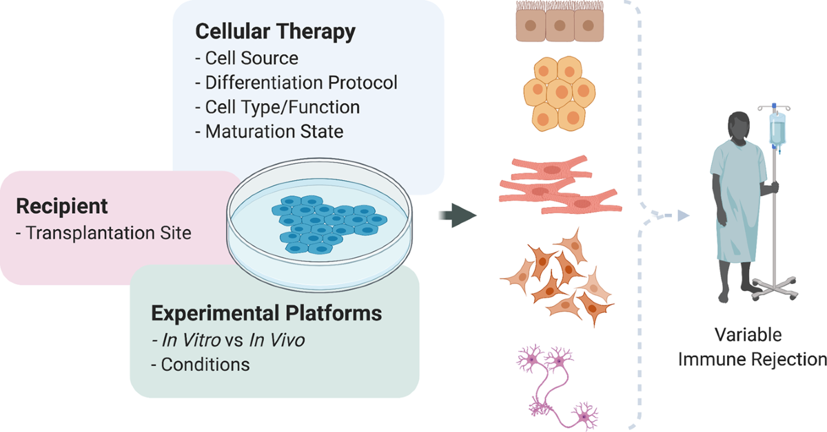 Stem Cell Therapy servicing Dearborn thumbnail