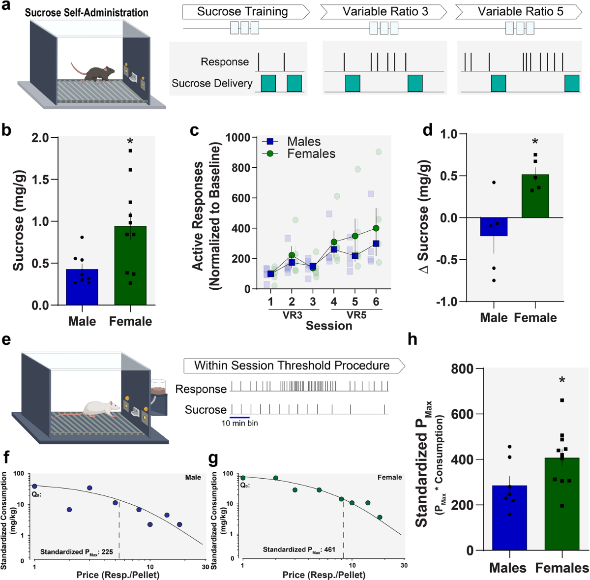 Cocaine self-administration induces sex-dependent protein expression in the  nucleus accumbens | Communications Biology