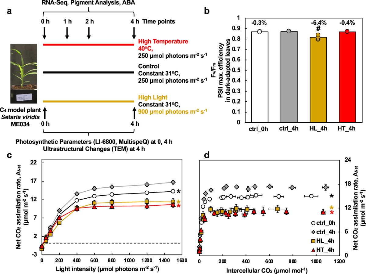 High light and temperature reduce photosynthetic efficiency through  different mechanisms in the C4 model Setaria viridis | Communications  Biology