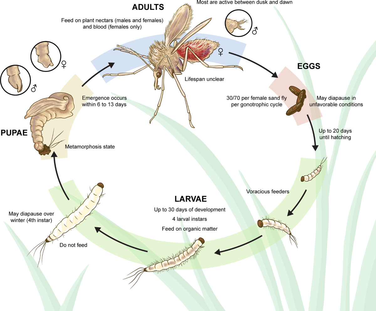 Sand flies: Basic information on the vectors of leishmaniasis and