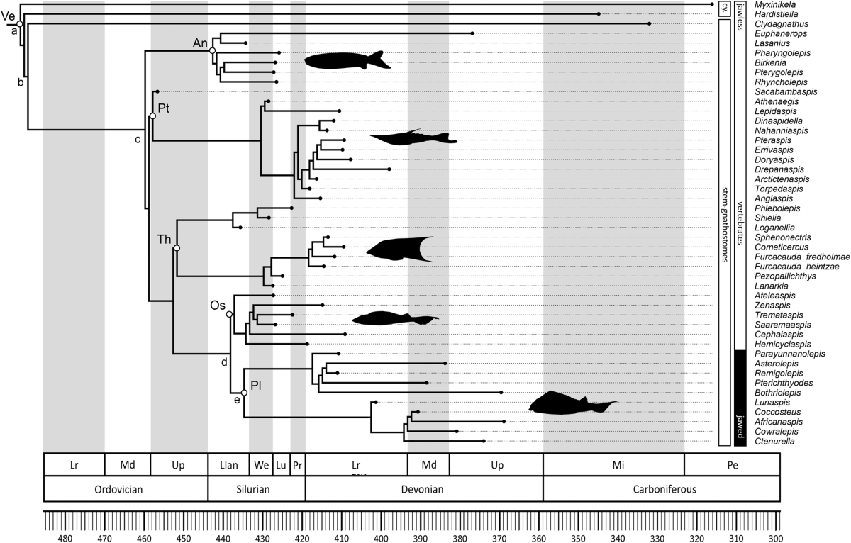 Evolutionary analysis of swimming speed in early vertebrates