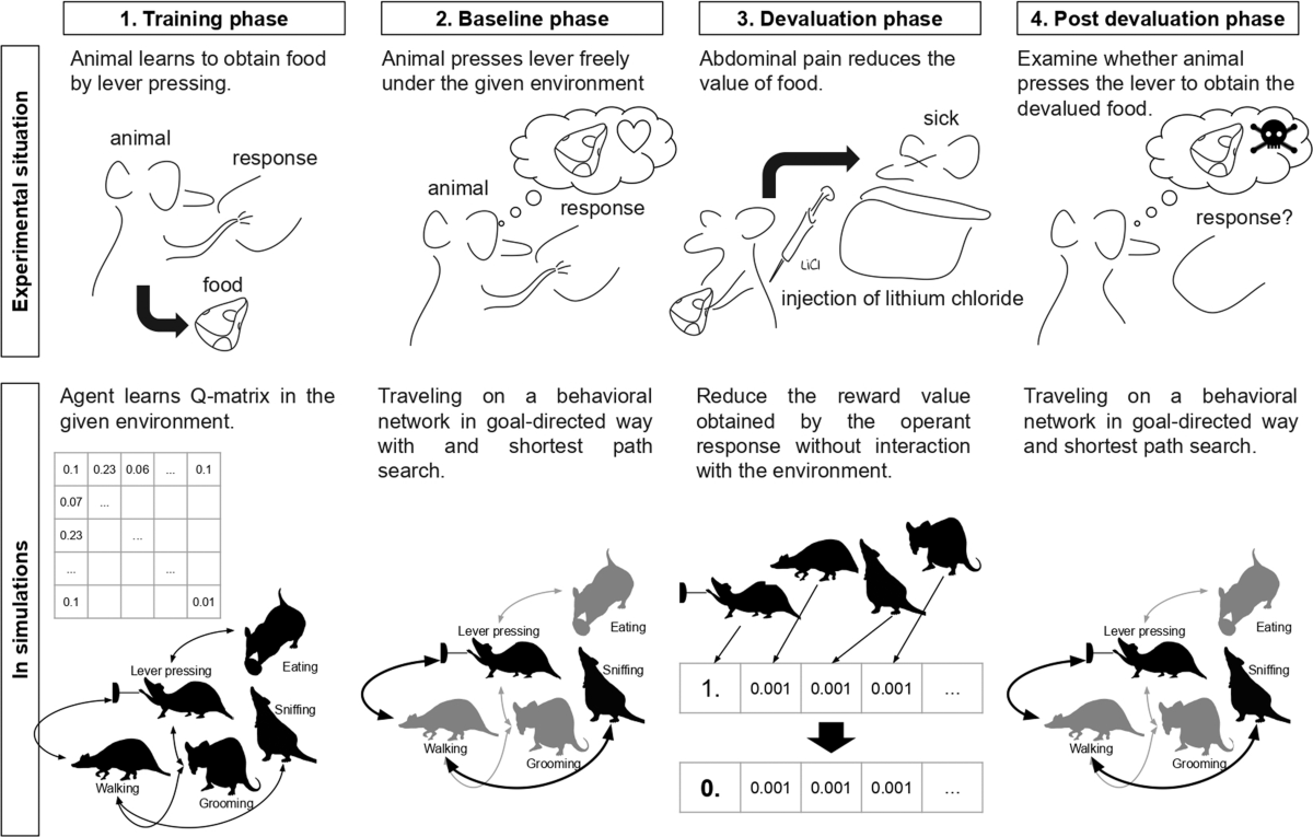 Habit formation viewed as structural change in the behavioral network |  Communications Biology