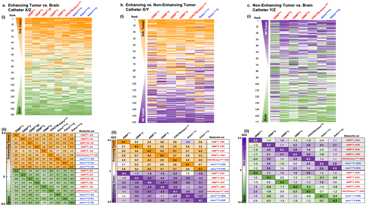 Blood-brain barrier disruption defines the extracellular metabolome of live  human high-grade gliomas | Communications Biology