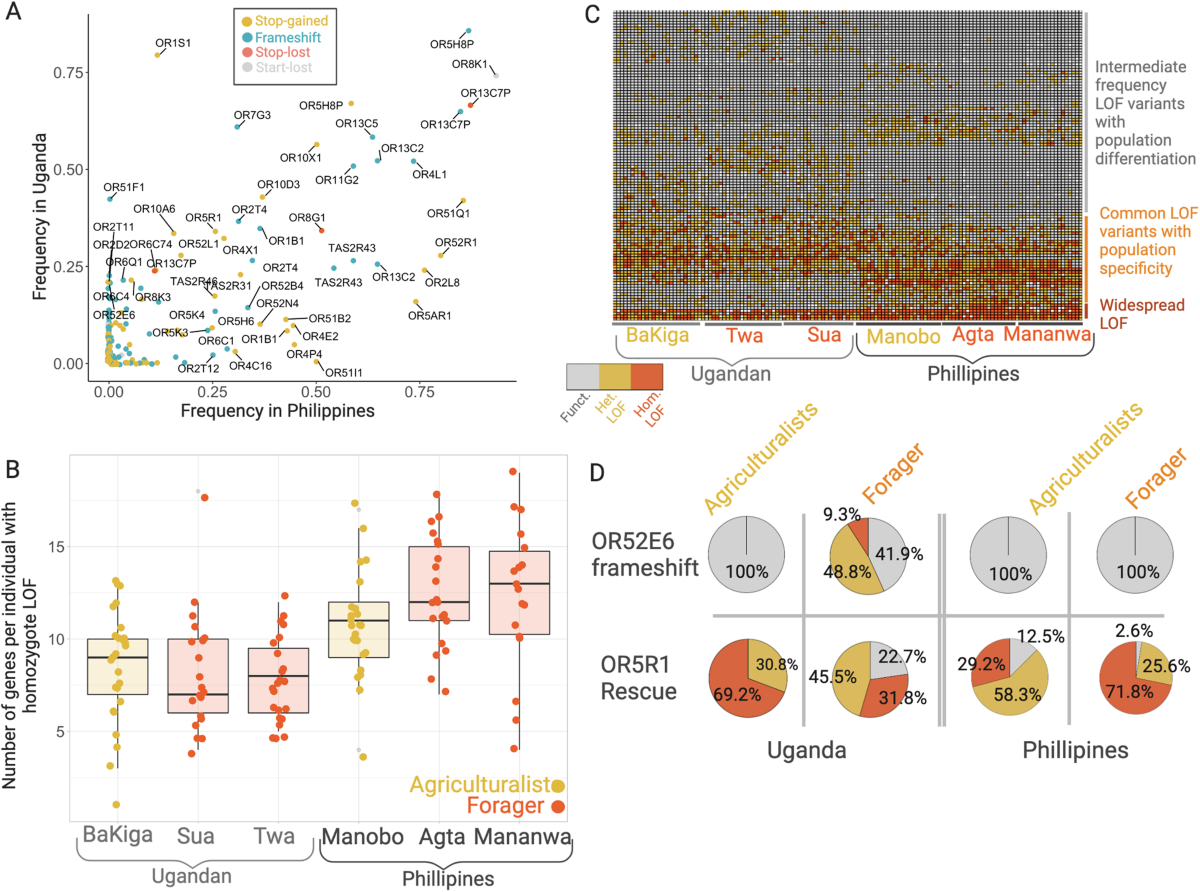 Human subsistence and signatures of selection on chemosensory genes |  Communications Biology