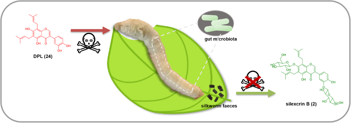 The silkworm (Bombyx mori) gut microbiota is involved in metabolic  detoxification by glucosylation of plant toxins | Communications Biology