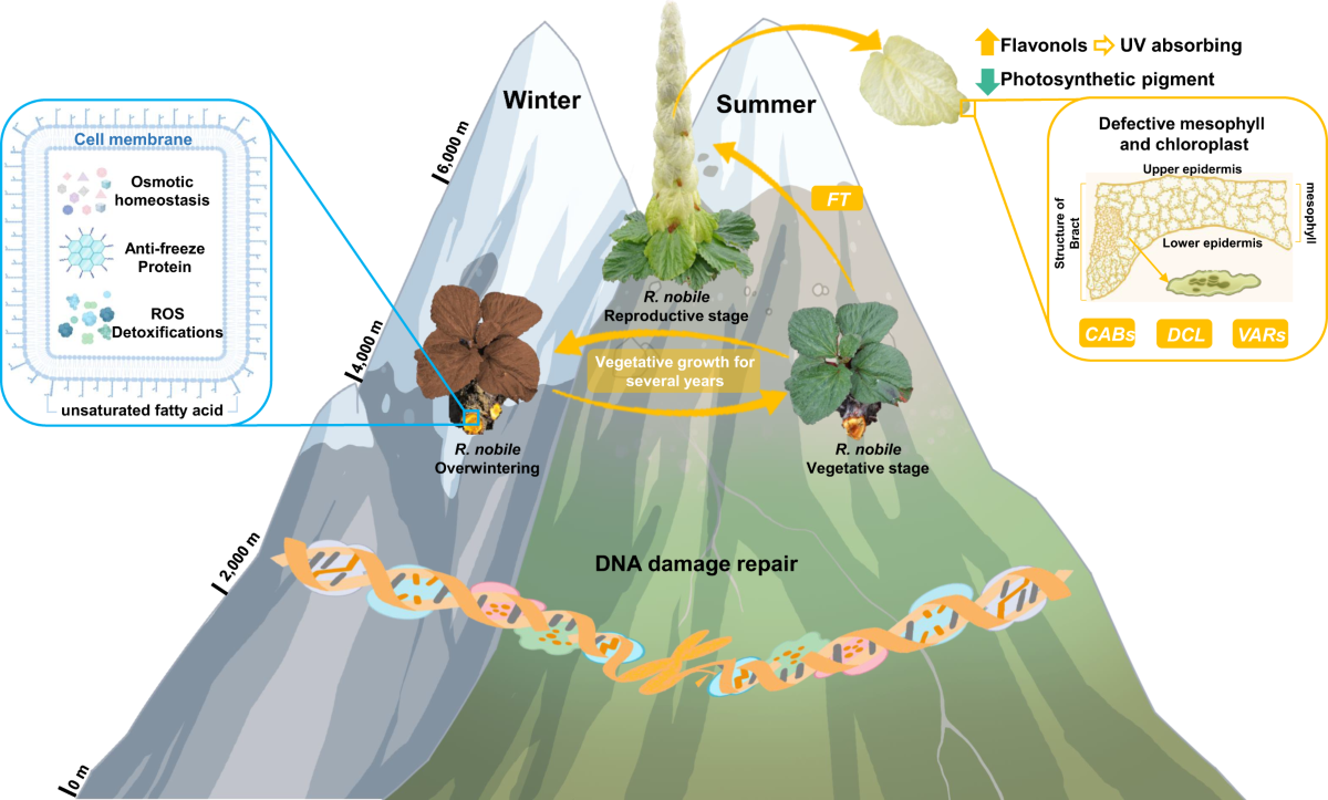 vars glutathione reviews Multi-omics data provide insight into the adaptation of the glasshouse  plant Rheum nobile to the alpine subnival zone
