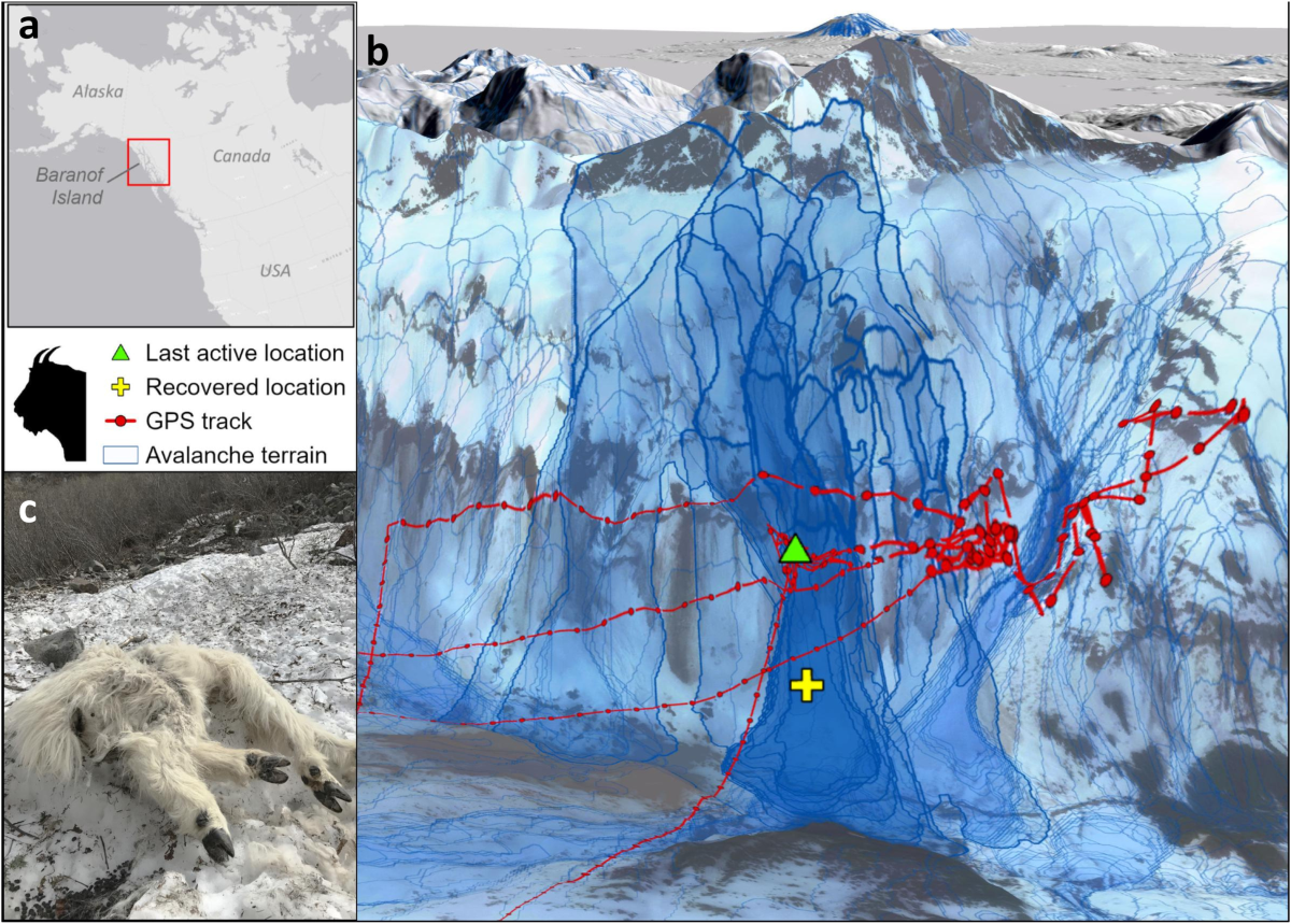 Very Large” Avalanche Buries Snowmobiler in Montana - Powder, image size:1200x859
