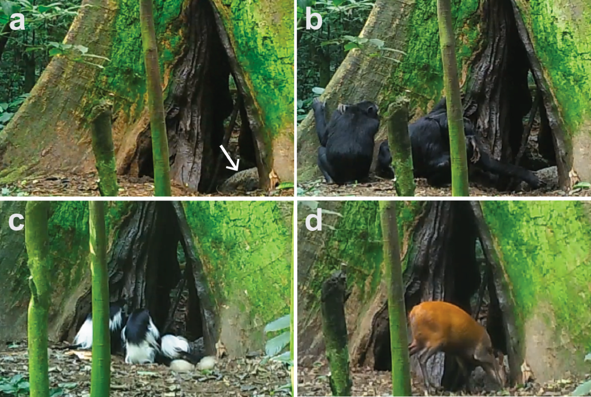 Selective deforestation and exposure of African wildlife to bat-borne  viruses | Communications Biology