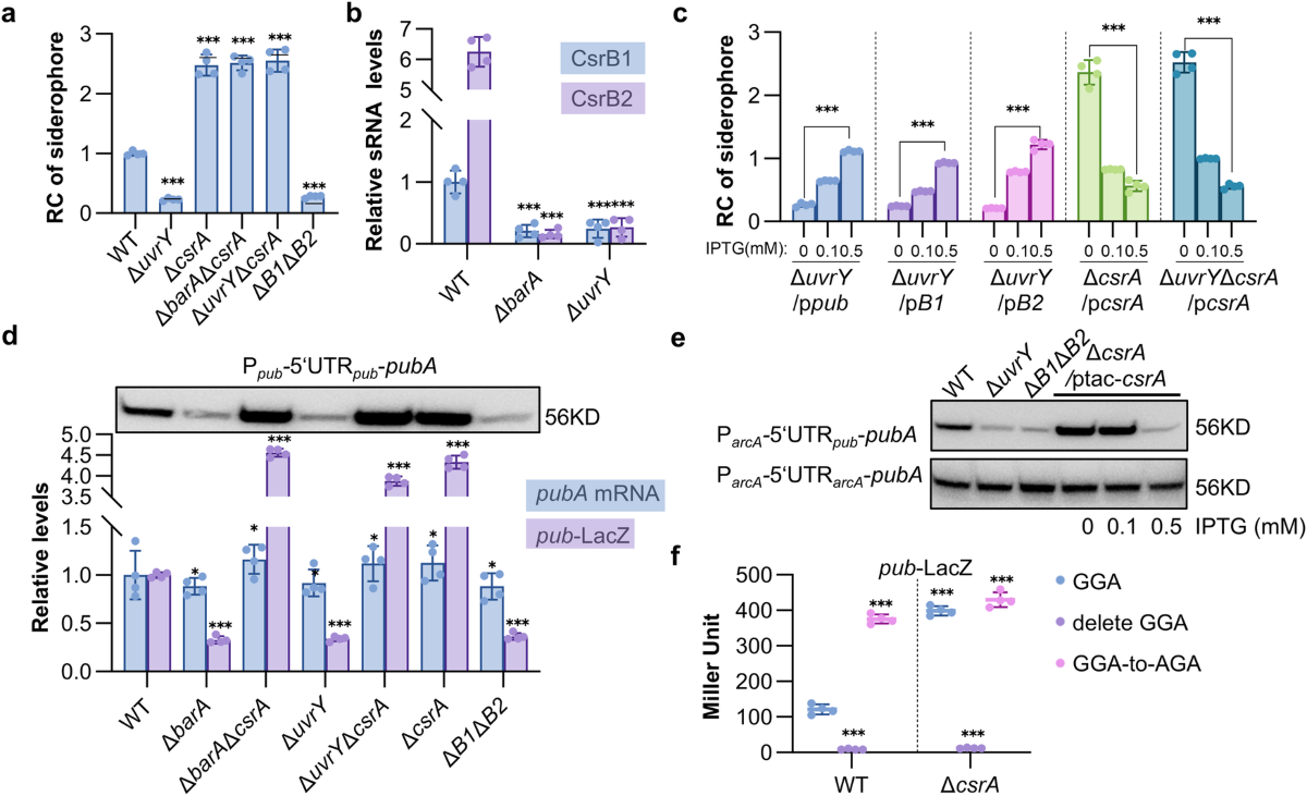 Multifaceted regulation of siderophore synthesis by multiple regulatory  systems in Shewanella oneidensis | Communications Biology