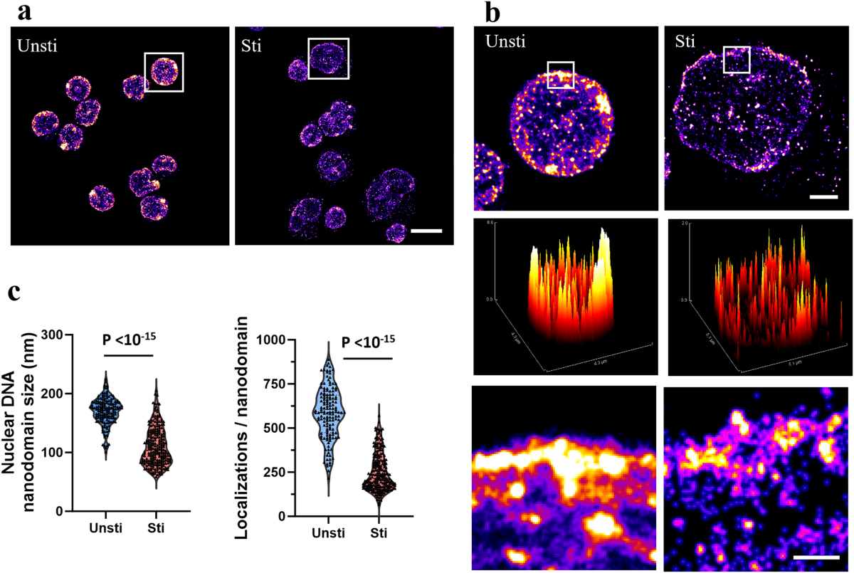Super-resolution imaging of T lymphocyte activation reveals chromatin  decondensation and disrupted nuclear envelope | Communications Biology