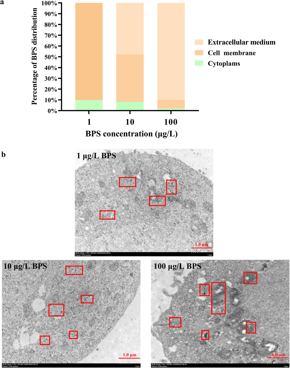 Bisphenol S causes excessive estrogen synthesis by activating FSHR and the  downstream cAMP/PKA signaling pathway | Communications Biology
