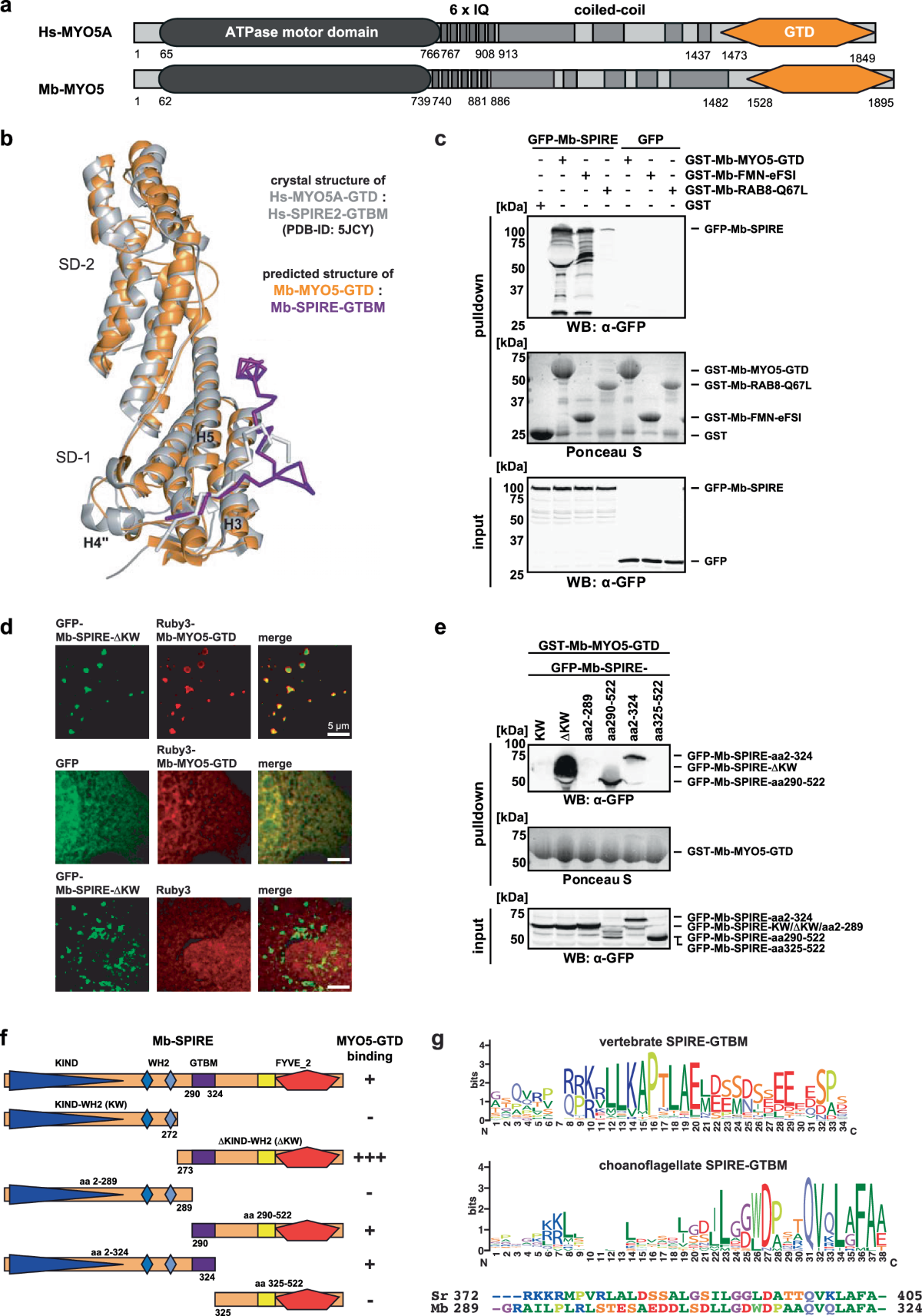 Actomyosin organelle functions of SPIRE actin nucleators precede animal  evolution | Communications Biology
