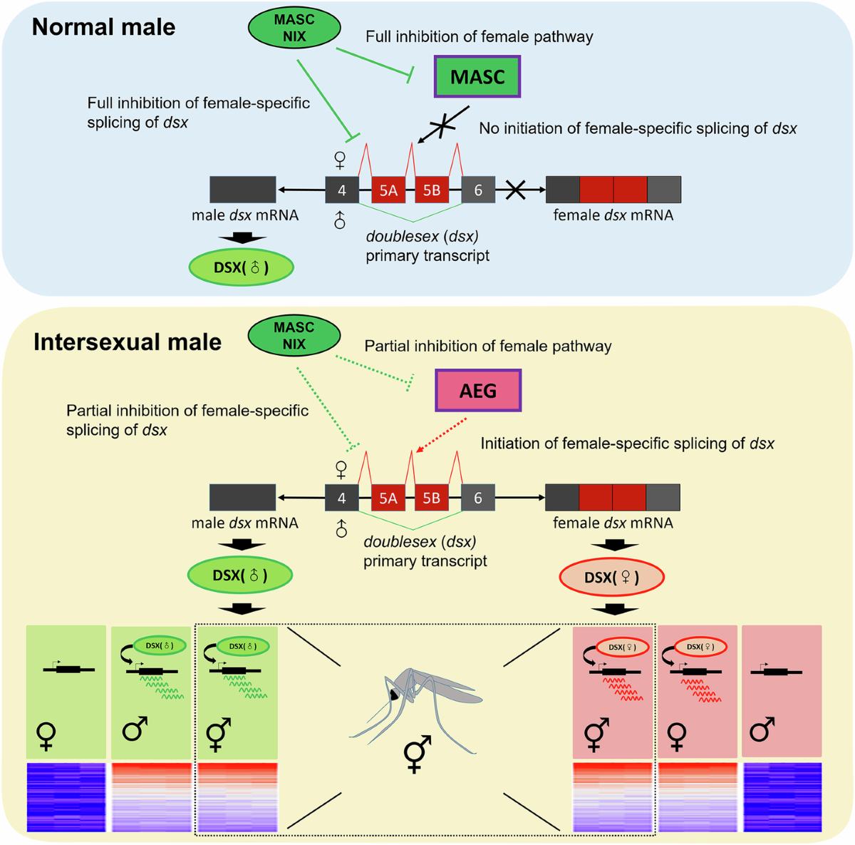 Hybridization between Aedes aegypti and Aedes mascarensis mosquitoes leads  to disruption of male sex determination | Communications Biology