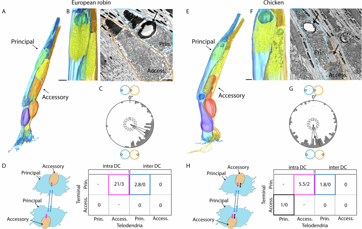 Cataracts in Birds - BrampVet Care, image size:1200x762