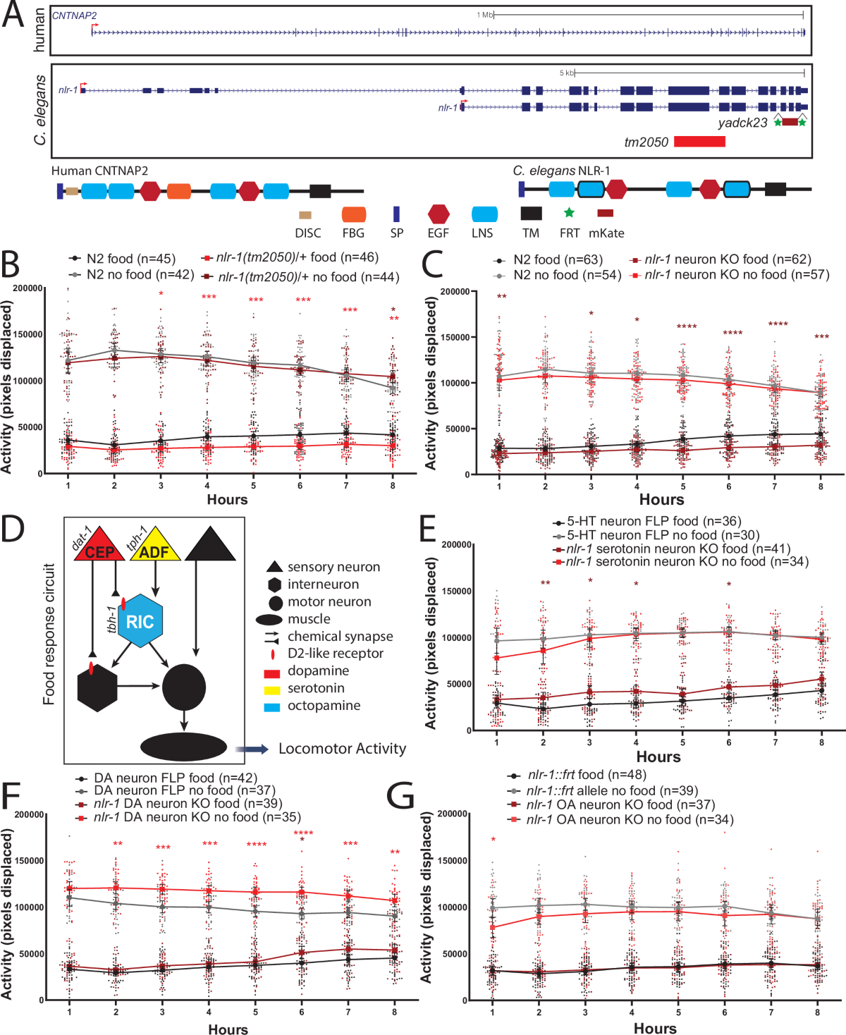 nlr-1/CNTNAP regulates dopamine circuit structure and foraging behaviors in C. elegans | Communications Biology nlr-1-cntnap-regulates-dopamine-circuit-structure-and-foraging-behaviors-in-c-elegans-communications-biology