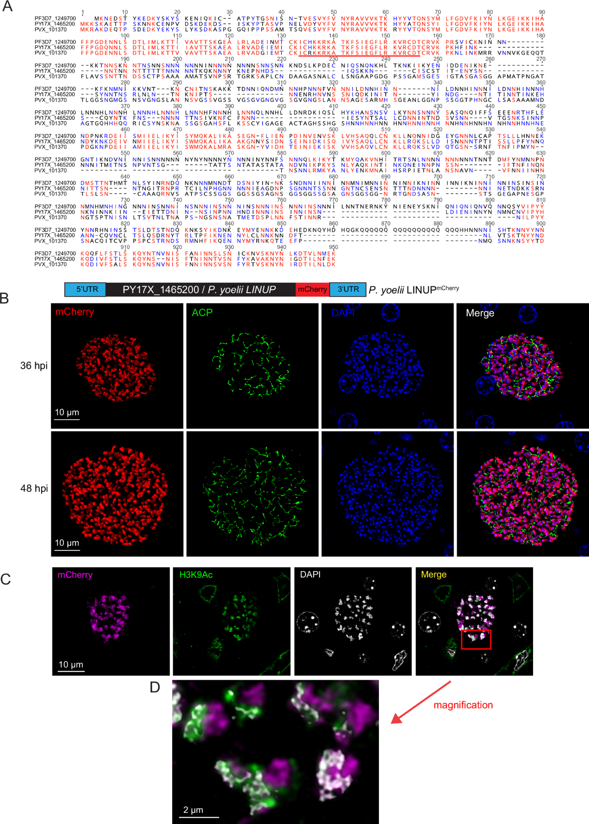 A conserved Plasmodium nuclear protein is critical for late liver stage development | Communications Biology a-conserved-plasmodium-nuclear-protein-is-critical-for-late-liver-stage-development-communications-biology