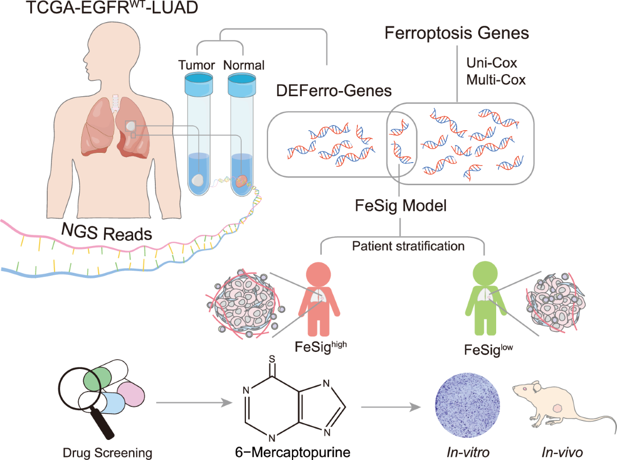Ferroptosis-related gene signature for predicting prognosis and identifying  potential therapeutic drug in EGFR wild-type lung adenocarcinoma |  Communications Biology