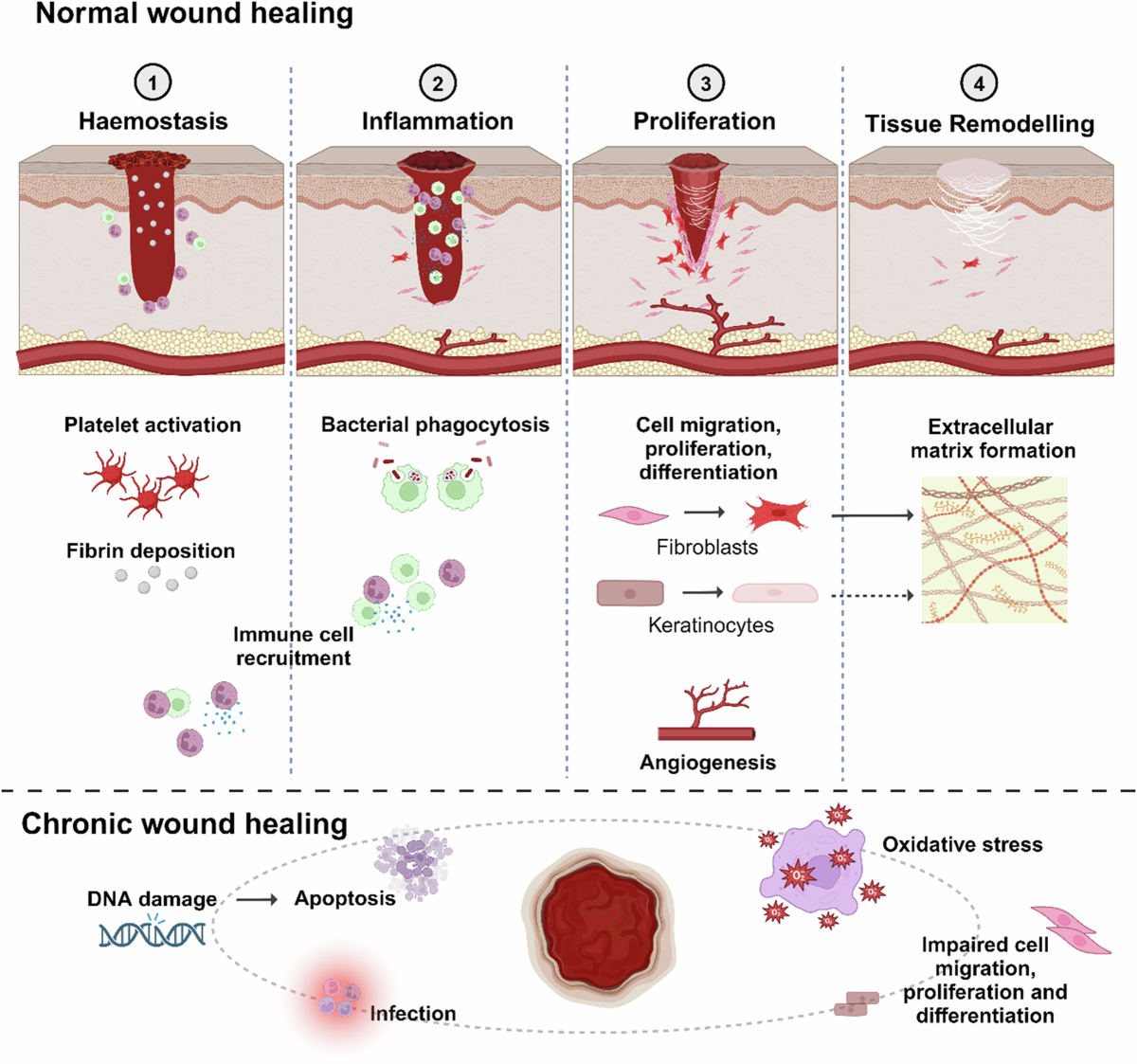 bpc 157 scar tissue Cellular and molecular roles of reactive oxygen species in wound healing