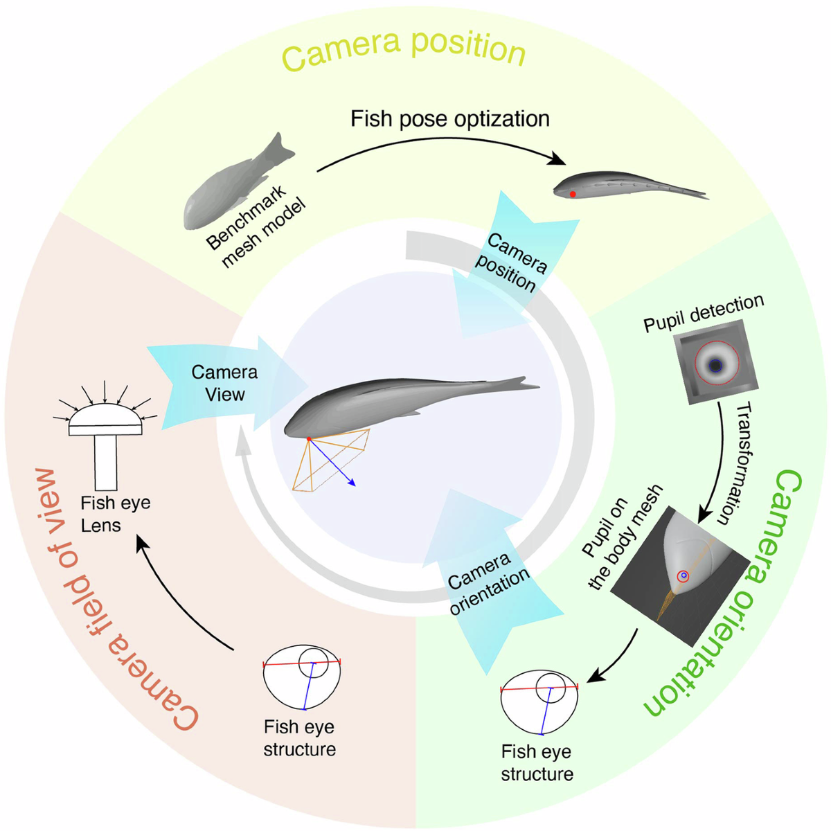 Non-invasive eye tracking and retinal view reconstruction in free swimming schooling fish | Communications Biology