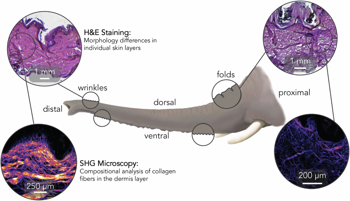 Second harmonic generation imaging reveals entanglement of 