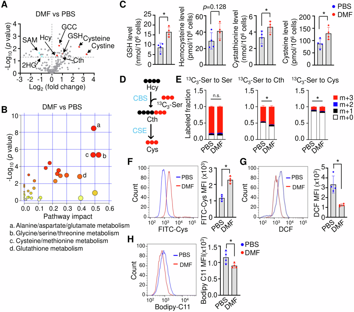 Transsulfuration pathway activation attenuates oxidative stress and  ferroptosis in sickle primary erythroblasts and transgenic mice |  Communications Biology