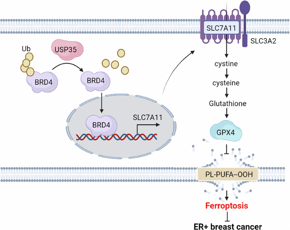 when should you take cjc 1295 ipamorelin CJC-1295 + Ipamorelin — Peptide Therapy Online when should you take cjc 1295 ipamorelin CJC-1295 + Ipamorelin — Peptide Therapy Online