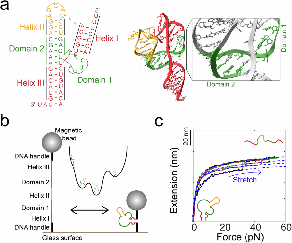 A hammerhead ribozyme selects mechanically stable conformations for  catalysis against viral RNA | Communications Biology
