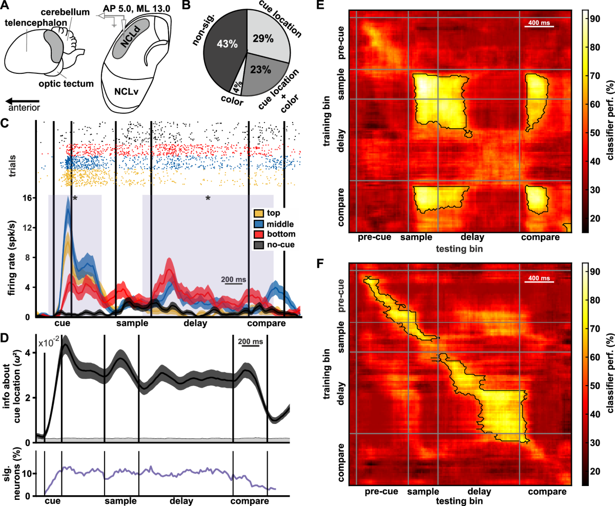Neuronal correlates of endogenous selective attention in the endbrain of  crows | Communications Biology