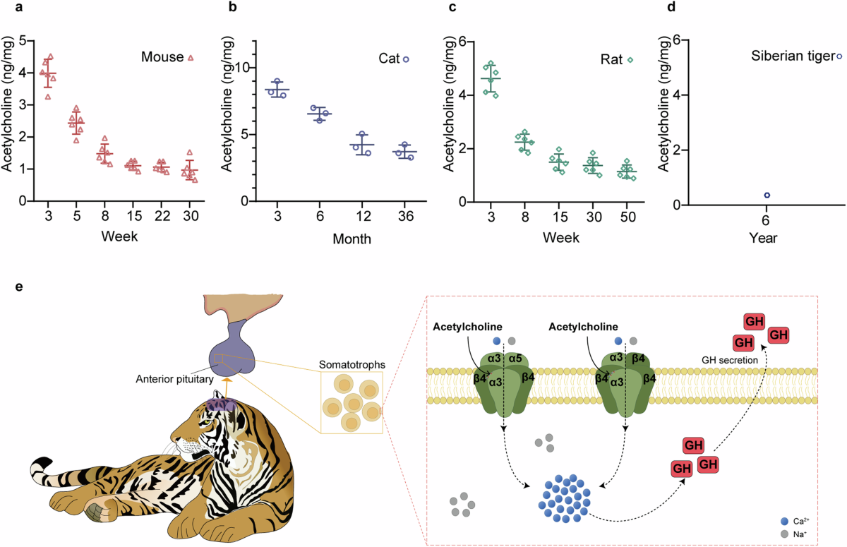 siberian mouse1 Nicotinic acetylcholine receptors regulate growth hormone in pituitary  somatotrophs of tigers | Communications Biology