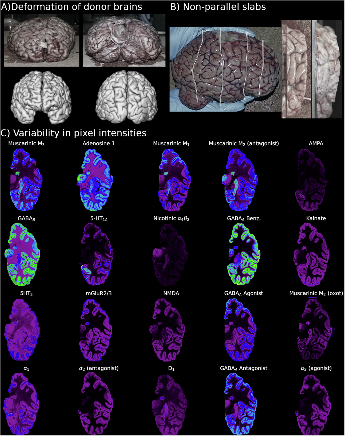 Brainbuilder: a software pipeline for 3D reconstruction of cortical maps  from multi-modal 2D data sets | Communications Biology